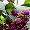 Lesser Green Leafbird female