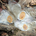 Javan cucumber Seeds