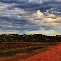 Tipico paesaggio del bush australiano di 