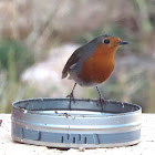 European robin. Petirrojo