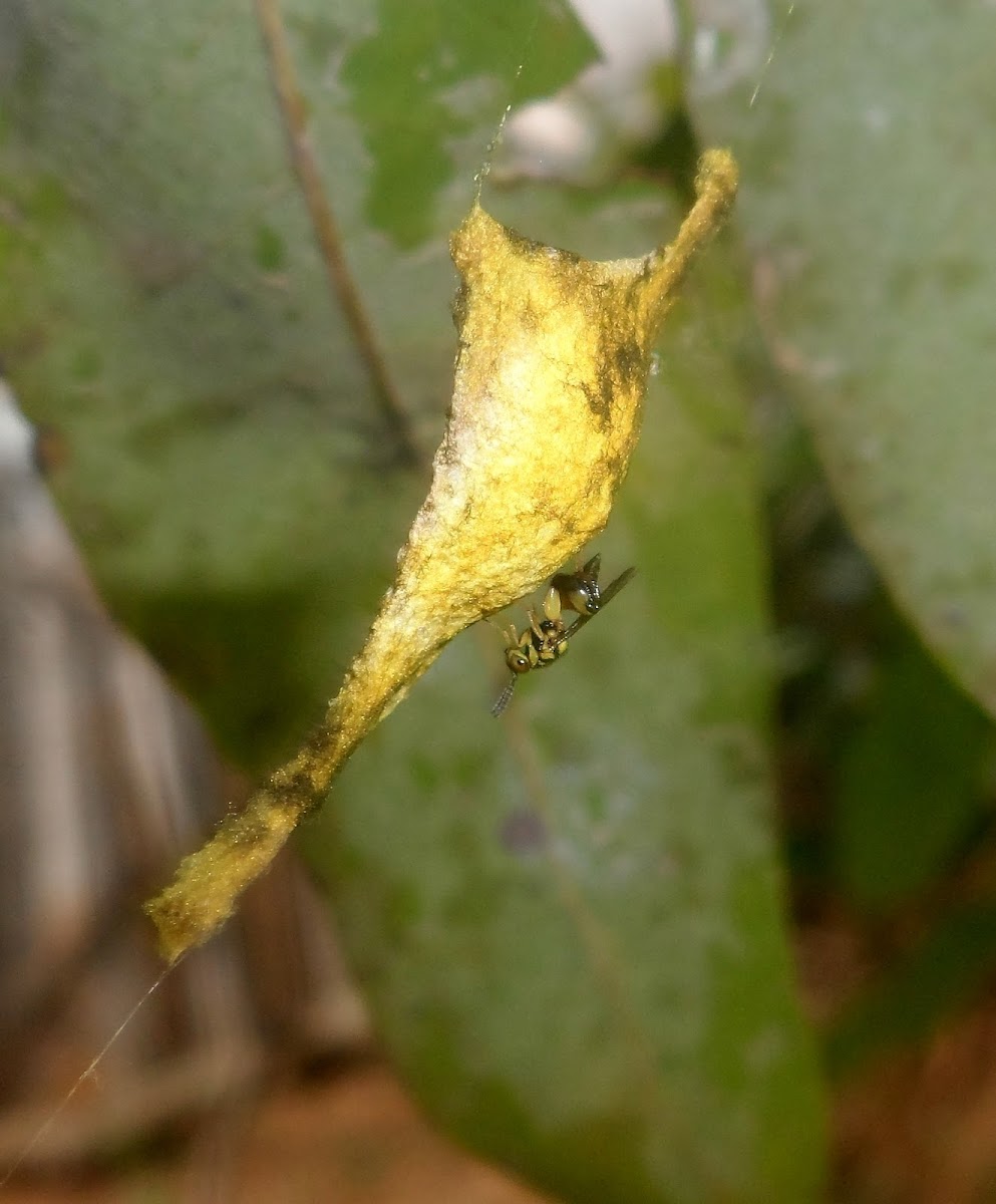 Conura and Argiope spider