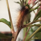 Virginian Tiger Moth larva