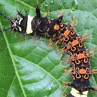 two instars of Velutina Cracker