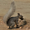 Western Gray squirrel