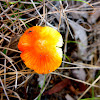 Hygrocybe sp possible Hygrocybe Punicea