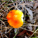 Hygrocybe sp possible Hygrocybe Punicea