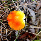 Hygrocybe sp possible Hygrocybe Punicea