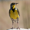 Western meadowlark