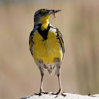 Western meadowlark