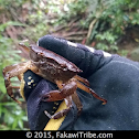 Freshwater Leopard Crab