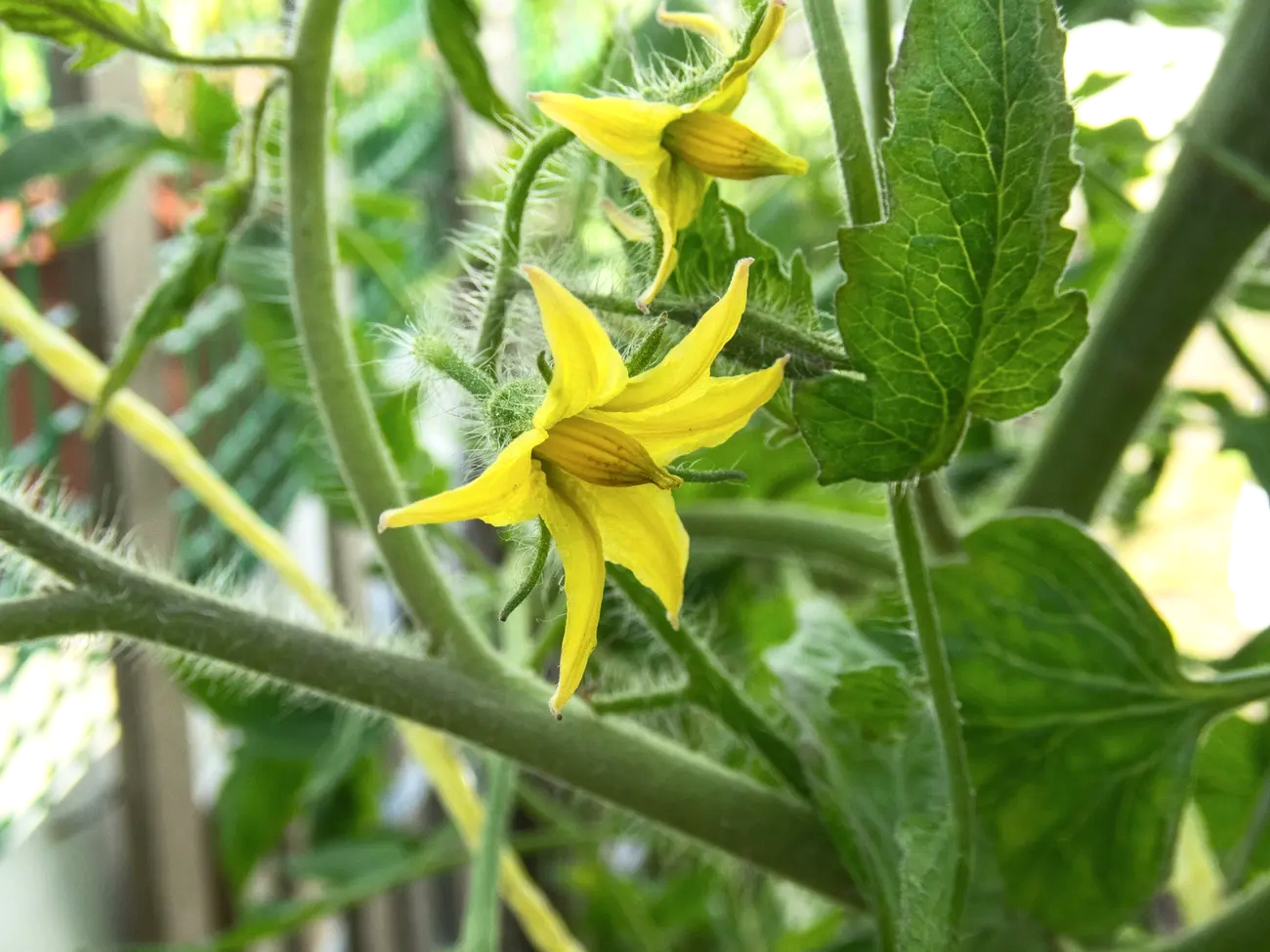 Nutrient Deficiencies