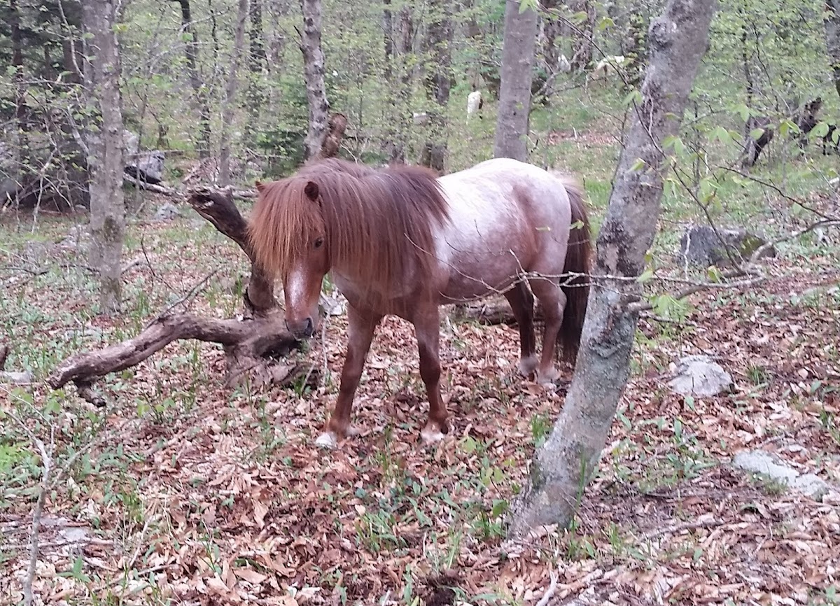 wild pony