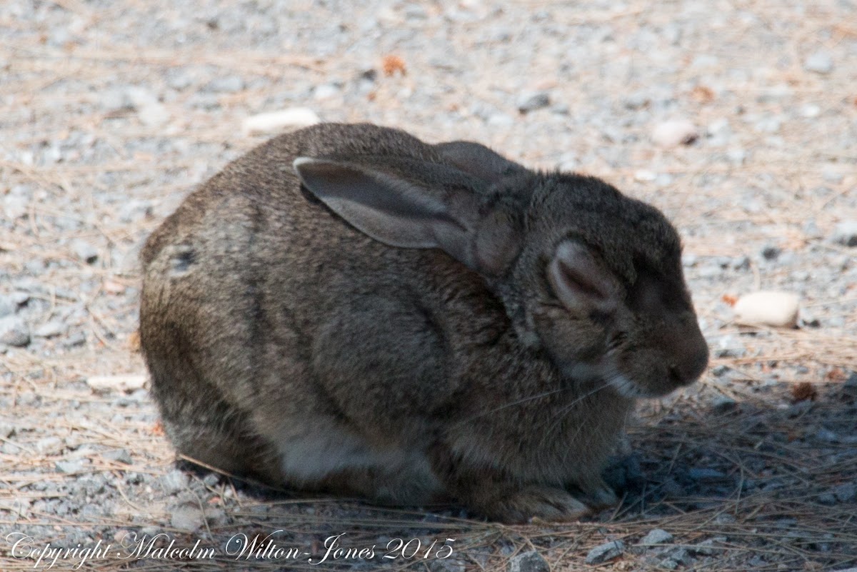 Hare