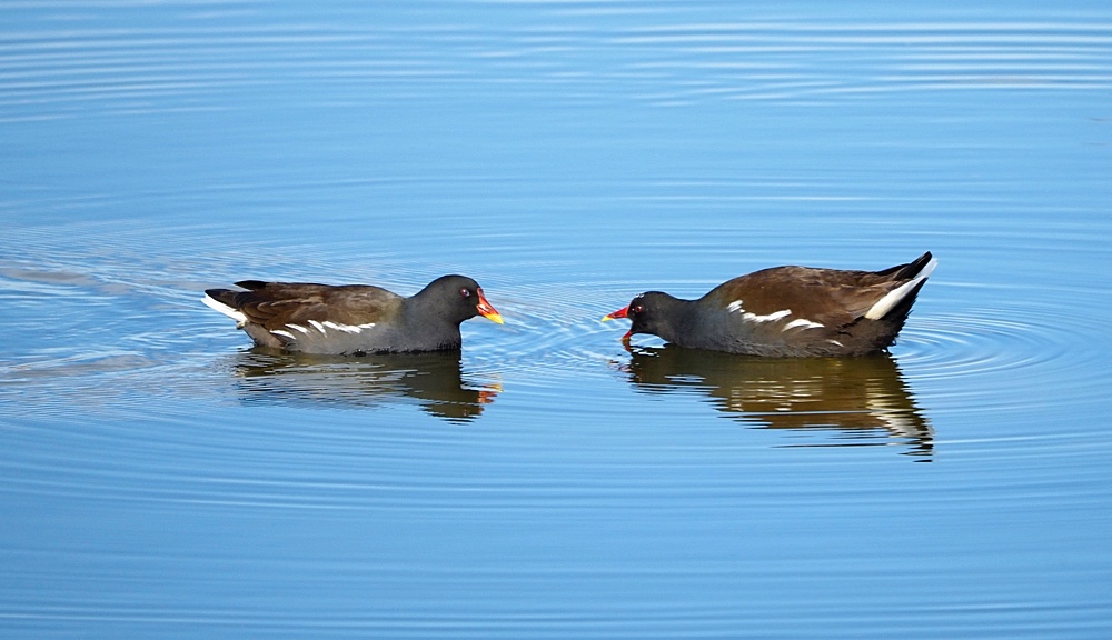 Gallineta común (Common moorhen)