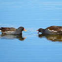 Gallineta común (Common moorhen)