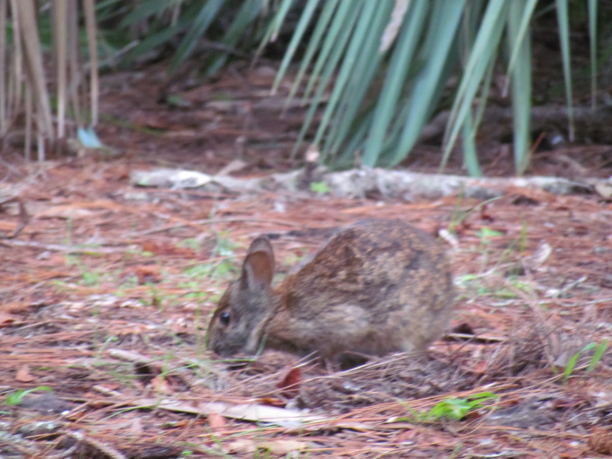 Eastern Cottontail Rabbit