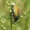 Figeater beetle / green fruit beetle/ fig beetle