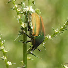 Figeater beetle / green fruit beetle/ fig beetle