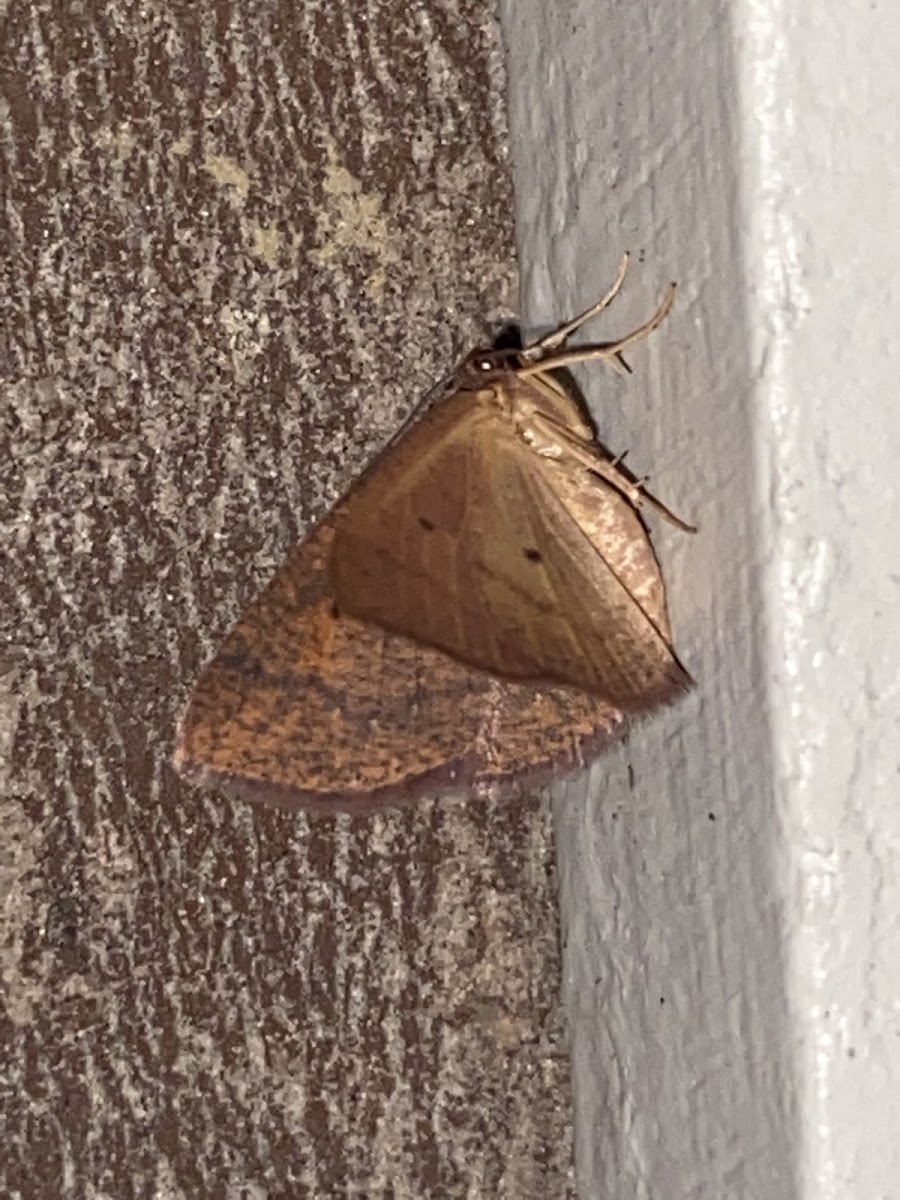 Black-dotted Ruddy Moth