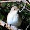 European Pied Flycatcher; Papamoscas Cerrojillo