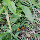 Velvet Ant Wasp