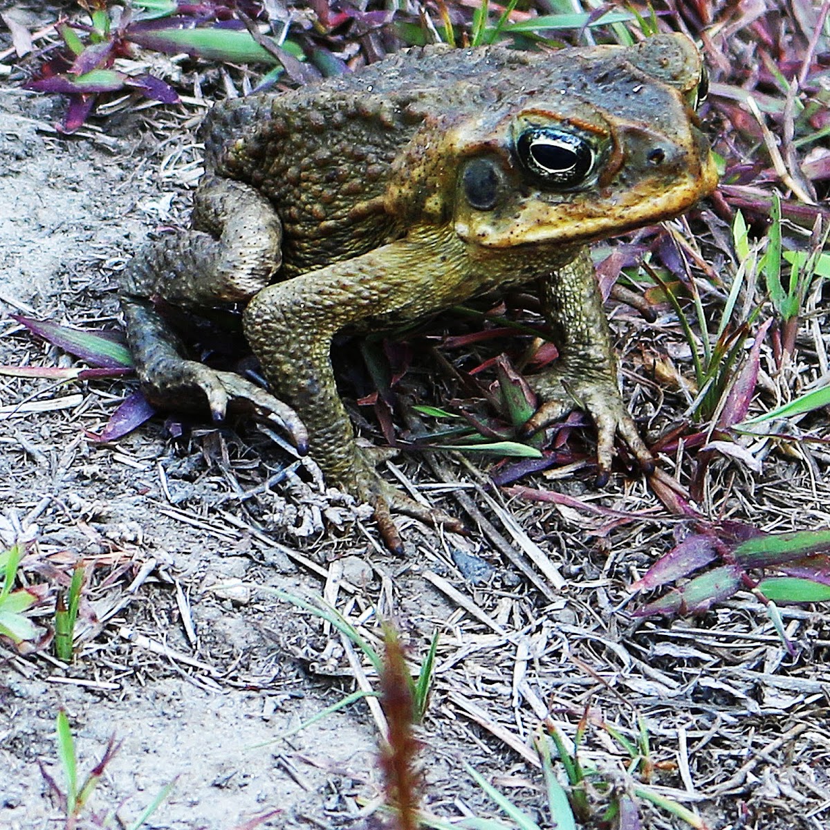 Cane Toad