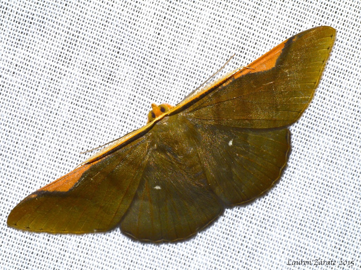 Hubner's Olive Moth