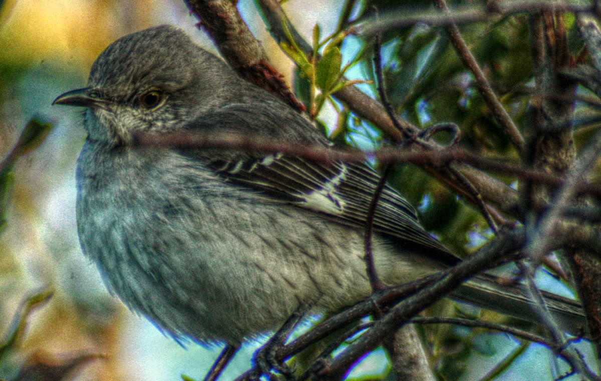 Northern Mockingbird