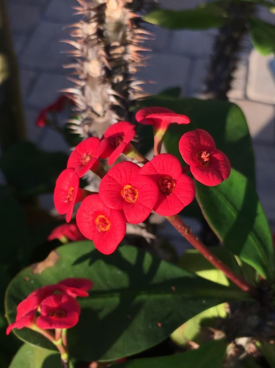 Crown of Thorns