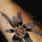 Texas Brown Tarantula