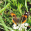 Red Admiral