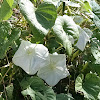 Moon vine Moonflower