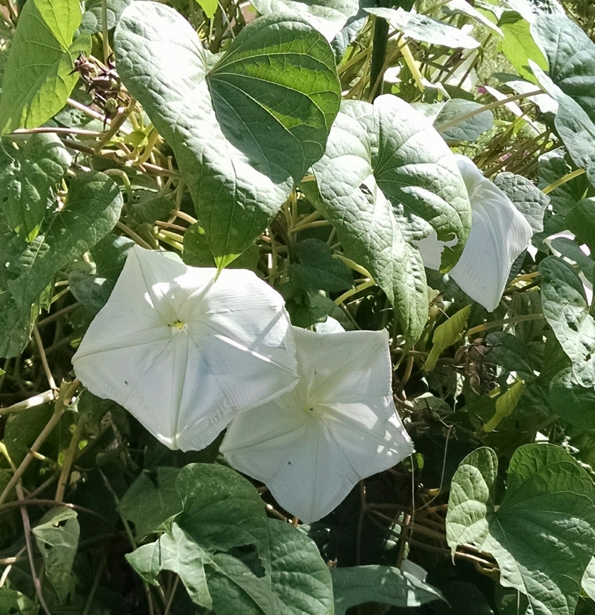 Moon vine Moonflower