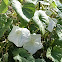 Moon vine Moonflower