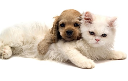 Dog and Cat New Tab Start Page Theme Preview image 0