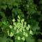 Cow parsnip