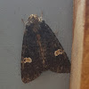 Common Rustic