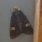 Common Rustic