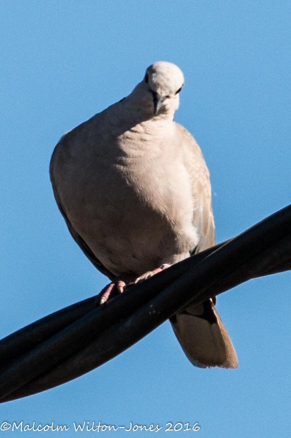 Collared Dove; Tórtola Turca