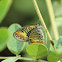 Dark-webbed Ringlet