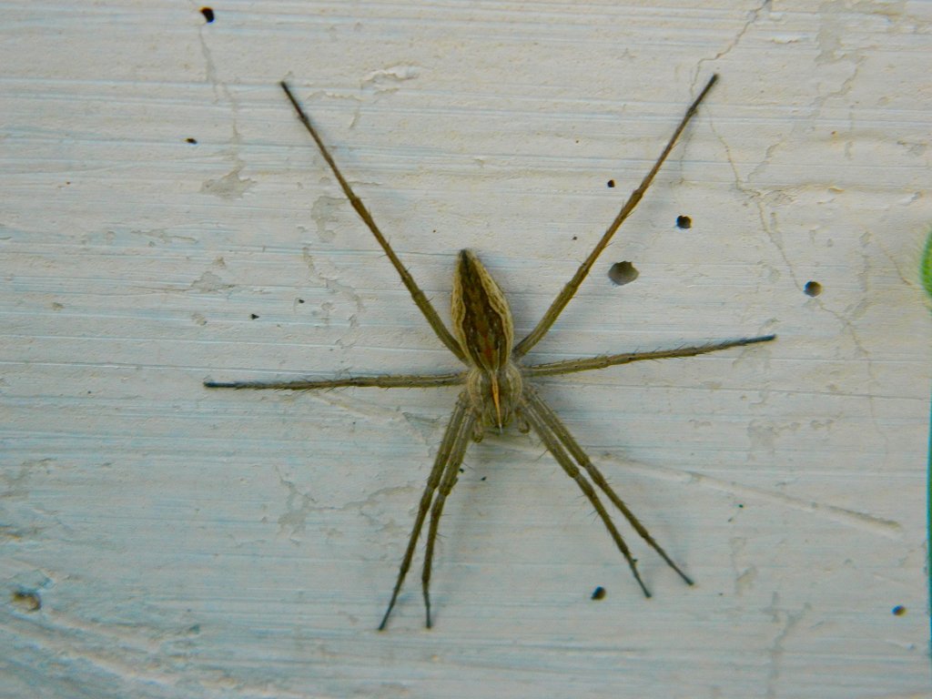 Nursery web spider