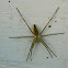 Nursery web spider