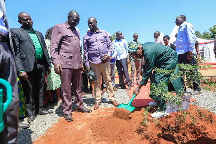 Former Nigerian President Olusegun Obasanjo plants a tree as President William Ruto and Deputy President Rigathi Gachagua as looks on February 15, 2024.