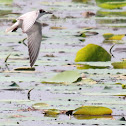 Whiskered Tern