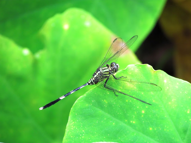 Green Skimmer