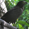 Crested serpent eagle