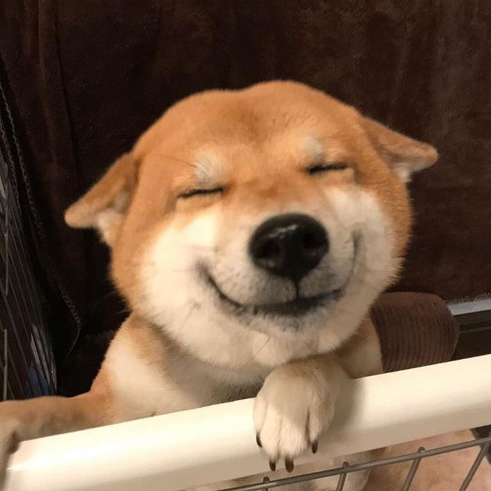 Shiba