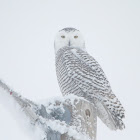 Snowy Owl