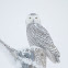 Snowy Owl