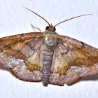 Moth